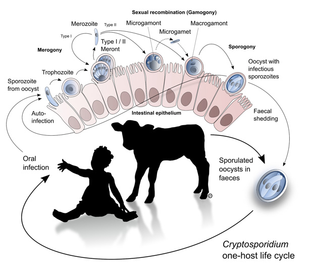 Cryptosporidiosis