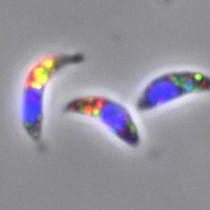 Toxoplasma gondii