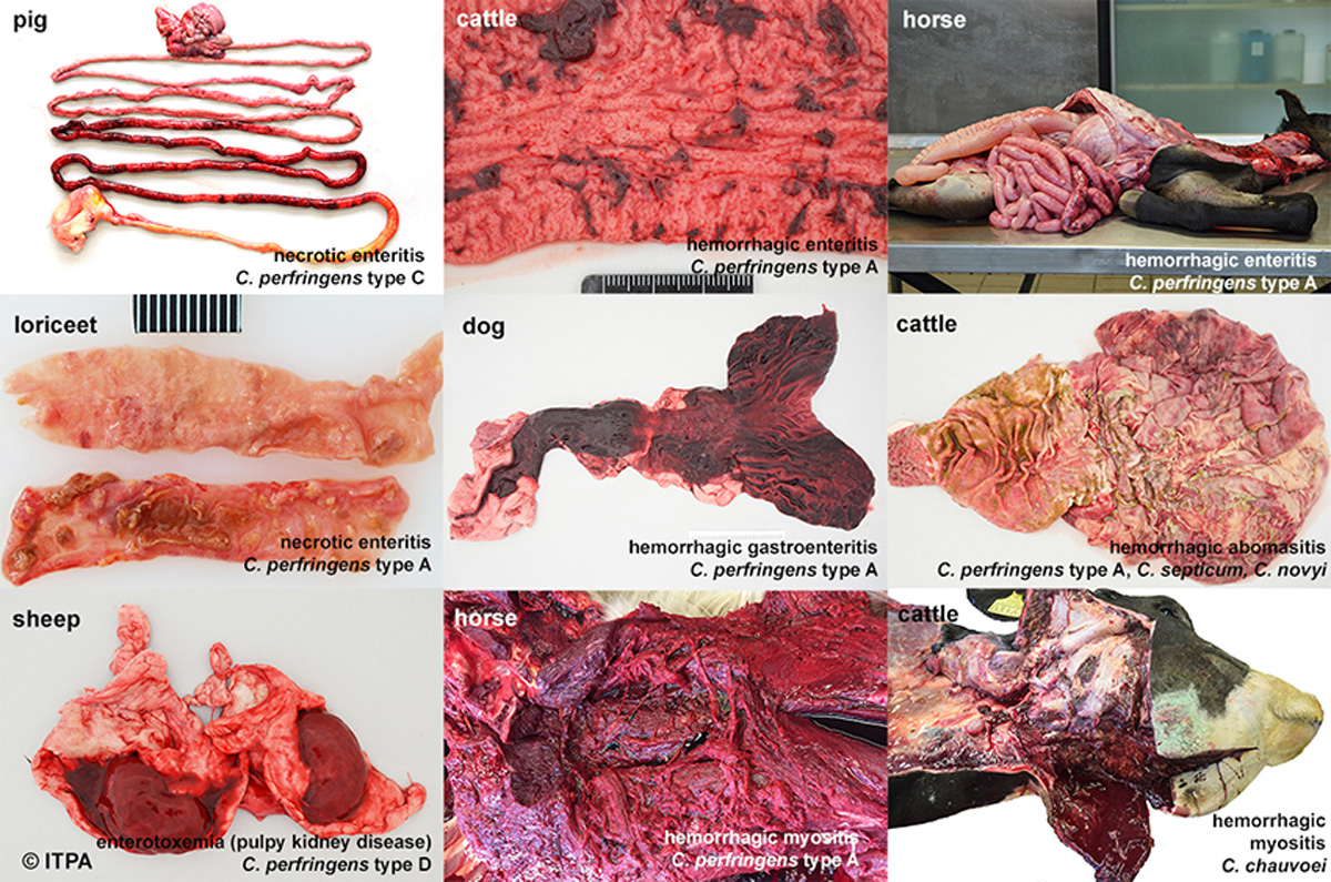 Organs from animals