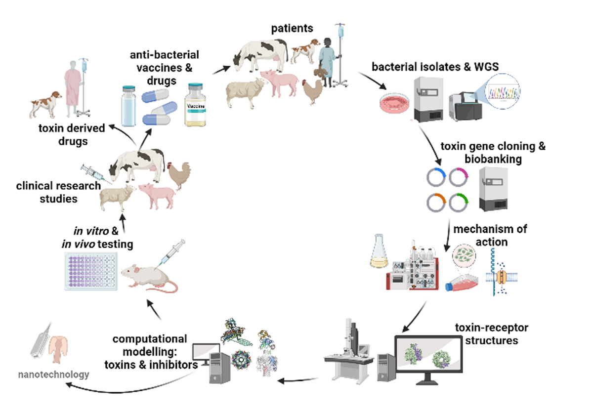 Anticipated Toxin-to-Therapy pipeline