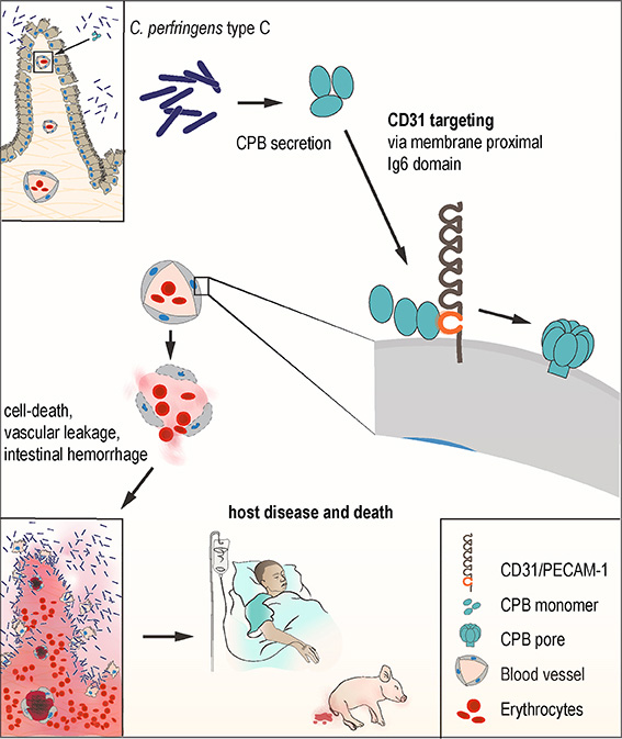 Fig 4. Role of C. perfringens β-toxin (CPB) in disease