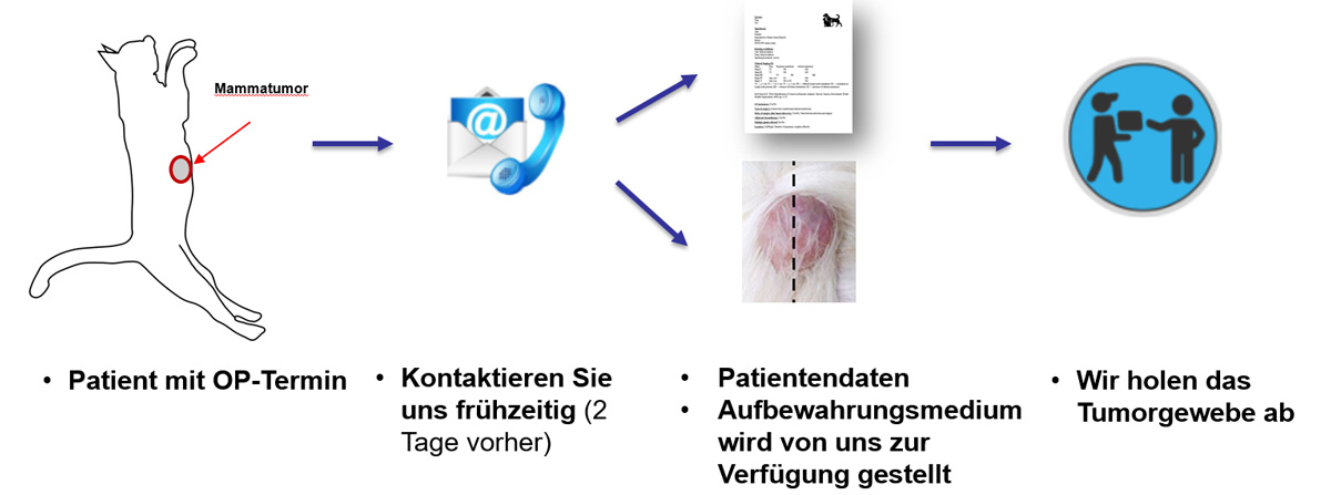 Mammatumore bei Katzen