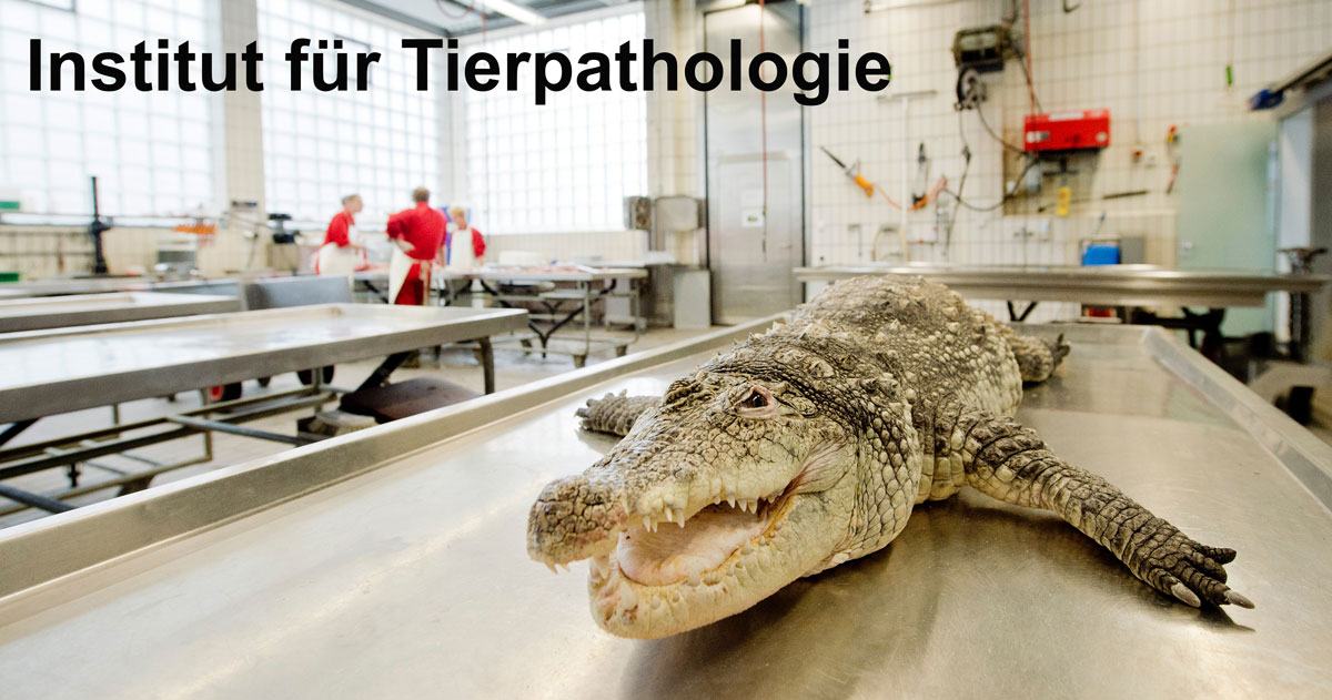 Institut für Tierpathologie, Universität Bern