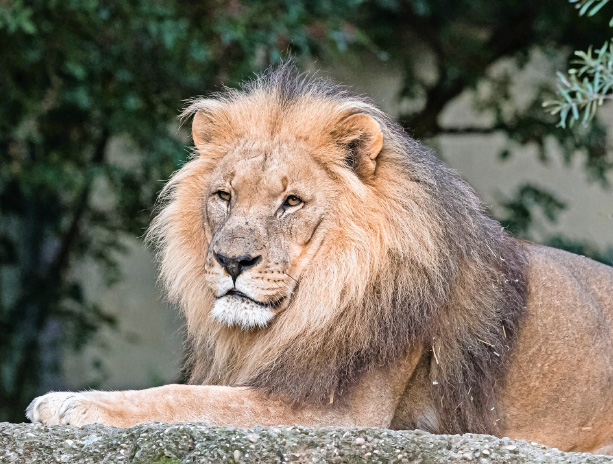 Löwe