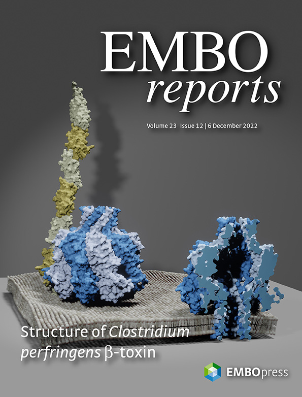 Struktur der C. perfringens Beta-Toxin Pore